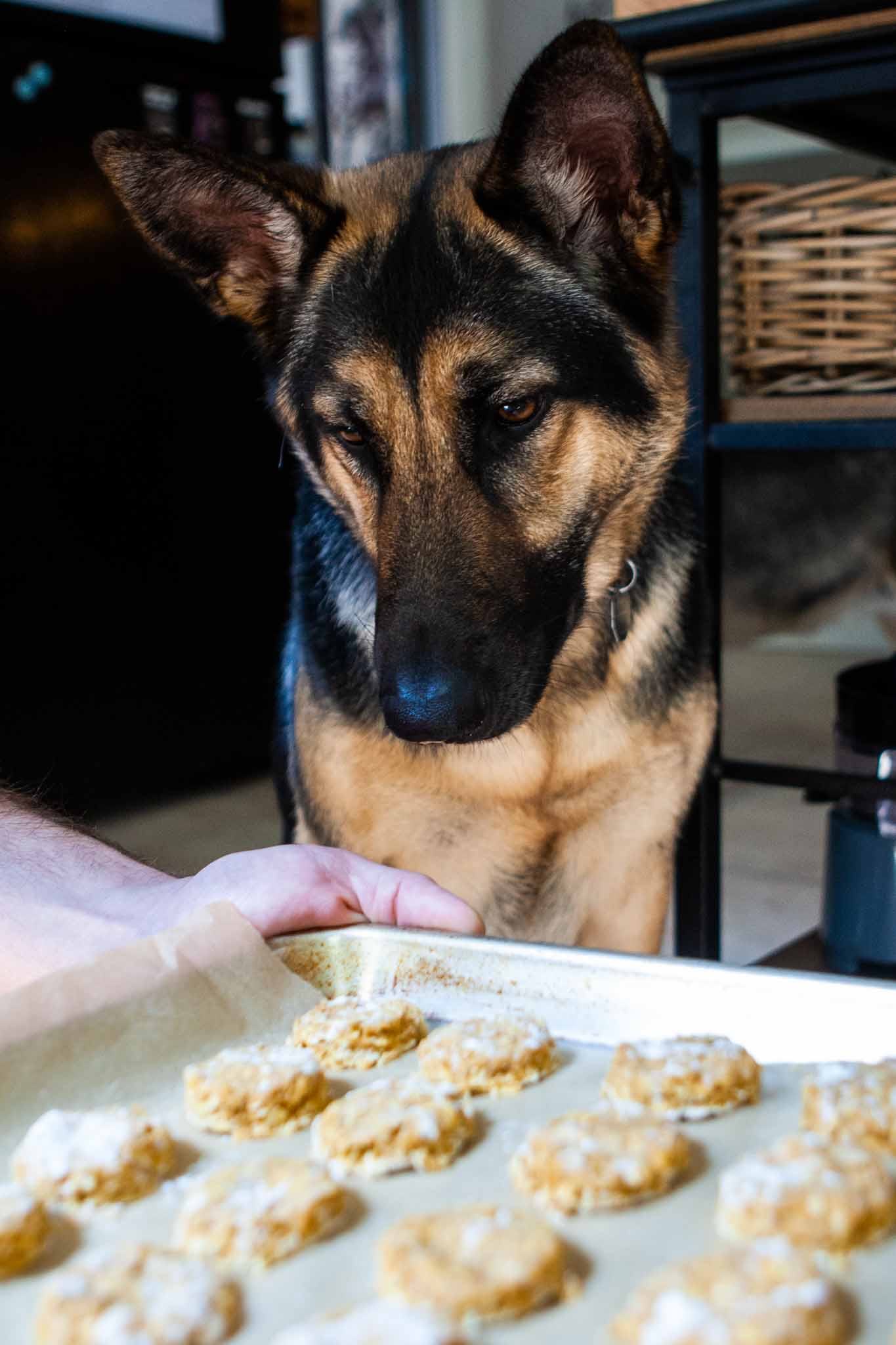 Pumpkin Peanut Butter Dog Biscuits