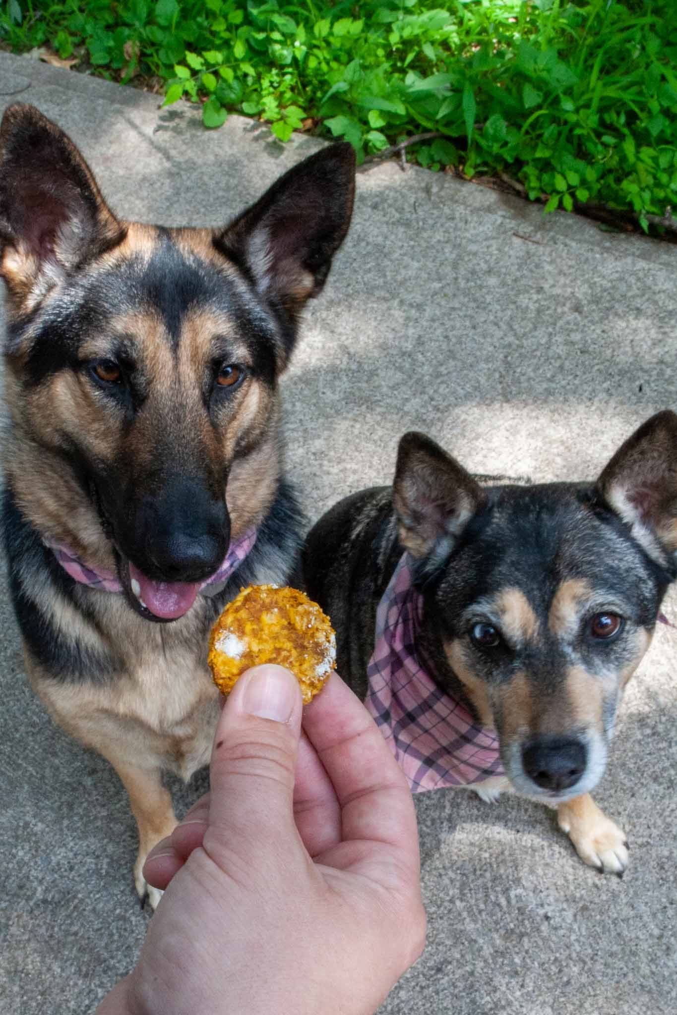 Pumpkin Peanut Butter Dog Biscuits